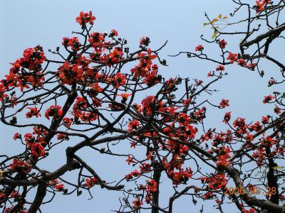 南の国の春明、春を告げる木綿花・２ (広州) - 旅行のクチコミサイト フォートラベル