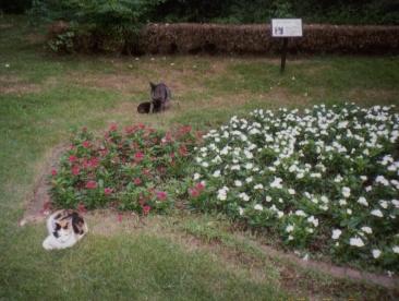 日比谷公園の猫ちゃん 銀座 有楽町 日比谷 東京 の旅行記 ブログ By 忘れな草さん フォートラベル