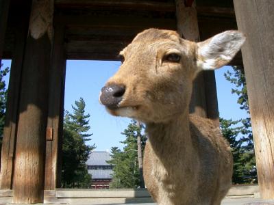 近畿旅行2日目 ふんふんふーん鹿のふんー 奈良市