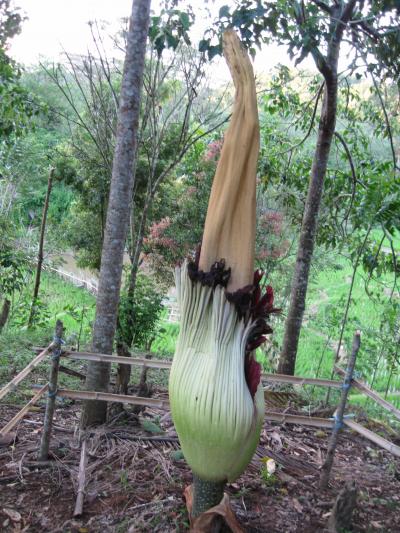 ブンガ バンカイbunga Bangkai Amorphaphollus Titanum スマトラ島 インドネシア の旅行記 ブログ By Pintar さん フォートラベル