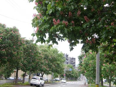 マロニエの花が咲いていたよ 赤い紅いお花だったよ 北海道の旅行記 ブログ By こざくらさん フォートラベル マロニエの花が咲いていたよ 赤い紅いお花だったよ 北海道の旅行記 ブログ By こざくらさん フォートラベル