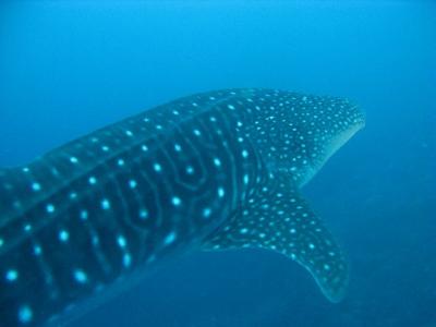 絶海の孤島 ココ島でダイビング ココ島 コスタリカ の旅行記 ブログ By Kumさん フォートラベル