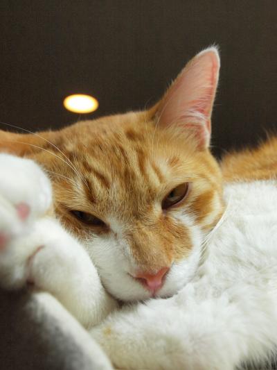 ひさびさの猫カフェ In 赤坂 Cat Cafe きまぐれねこ 赤坂 東京 の旅行記 ブログ By ジュリままさん フォートラベル ひさびさの猫カフェ In 赤坂 Cat Cafe きまぐれねこ 赤坂 東京 の旅行記 ブログ By ジュリままさん フォートラベル