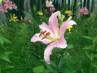 ハンターマウンテン ゆりパーク 那須 栃木県 の旅行記 ブログ By 博雅さん フォートラベル