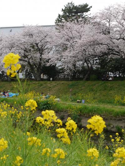 10年 とよかわ佐奈川堤のさくら と 豊川稲荷 豊川 愛知県 の旅行記 ブログ By Tanakaさん フォートラベル