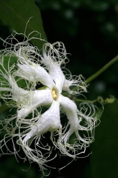 庭の片隅で 1005 初夏に咲く草花 木の花 尾張旭 日進 愛知県 の旅行記 ブログ By シベックさん フォートラベル 庭の片隅で 1005 初夏に咲く草花 木の花 尾張旭 日進 愛知県 の旅行記 ブログ By シベックさん フォートラベル