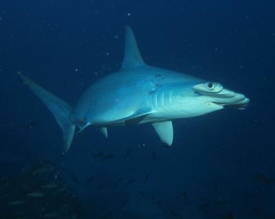 移動編 ココ島diveクルーズｂｙaggressor ココ島 コスタリカ の旅行記 ブログ By ブラック ダイバーさん フォートラベル