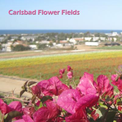 Carlsbad Flower Fields カールスバッドの花畑 オーシャンサイド アメリカ の旅行記 ブログ By Kaku さん フォートラベル