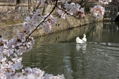 桜咲く瀬戸内へ その2 倉敷美観地区 倉敷 岡山県 の旅行記 ブログ By かずおさん フォートラベル