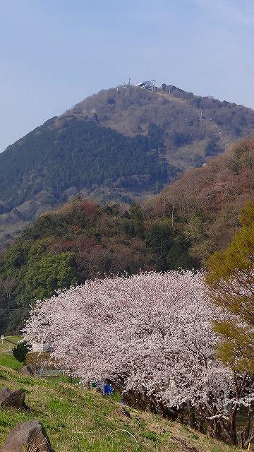 伊豆の国市 狩野川リバーサイドパーク 染井吉野は見頃でした 伊豆長岡温泉 静岡県 の旅行記 ブログ By Hn11さん フォートラベル