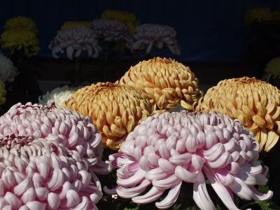 湯島天神の菊まつり 上野 御徒町 東京 の旅行記 ブログ By 寛子さん フォートラベル 湯島天神の菊まつり 上野 御徒町 東京 の旅行記 ブログ By 寛子さん フォートラベル