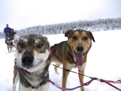 アンカレッジから犬ぞりツアーを満喫してきました タルキートナ アメリカ の旅行記 ブログ By ごましおちゃんさん フォートラベル