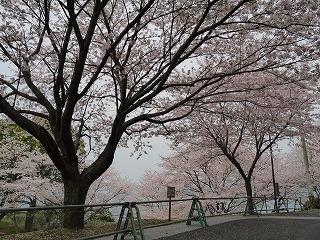 桜の名所 水俣チェリーラインドライブ 水俣 湯の児温泉 熊本県 の旅行記 ブログ By りおさん フォートラベル