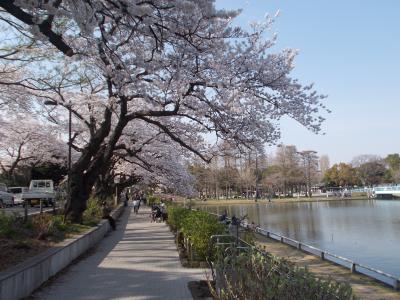 水元公園の今年の桜 亀有 柴又 東京 の旅行記 ブログ By ラブラーさん フォートラベル