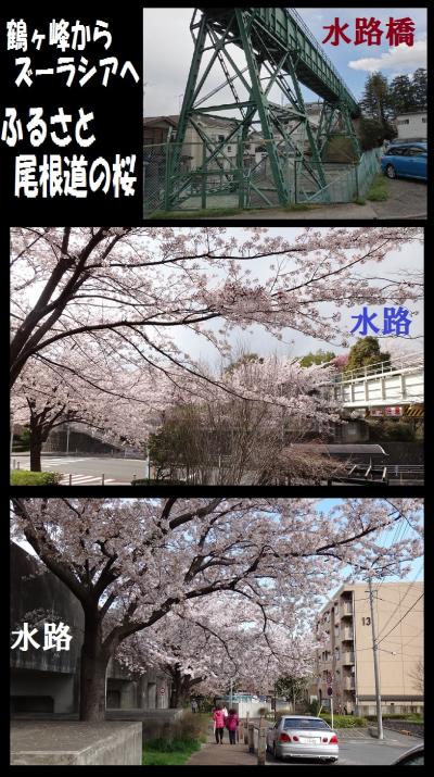 鶴ヶ峰からズーラシア ふるさと尾根道の桜 神奈川県の旅行記 ブログ By 井上 打浦橋 上海さん フォートラベル