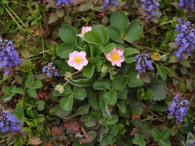 ピンクの花の苺 村上 岩船 新潟県 の旅行記 ブログ By ドクターキムルさん フォートラベル