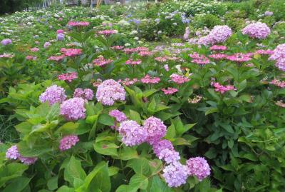 15梅雨 尾張 三河の紫陽花巡り 茶屋ヶ坂公園 1 3 ベニガク アナベル 渥美絞り 千種 今池 愛知県 の旅行記 ブログ By 旅人のくまさんさん フォートラベル