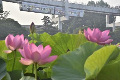 俺ガイルラッピングモノレール を追いかけて千葉公園の大賀ハスを見に訪れてみた 千葉市 千葉県 の旅行記 ブログ By 裏山秀人さん フォートラベル