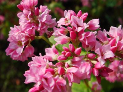 久喜市 加須市 赤いそばの花 薄紫のホテイアオイの花 幸手 久喜 栗橋 埼玉県 の旅行記 ブログ By ミッキーマーチさん フォートラベル