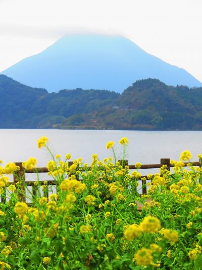 池田湖畔 2 開聞岳 菜の花畑の情景 雪害も乗り越えて咲く 指宿 鹿児島県 の旅行記 ブログ By マキタン2さん フォートラベル 池田湖畔 2 開聞岳 菜の花畑の情景 雪害も乗り越えて咲く 指宿 鹿児島県 の旅行記 ブログ By マキタン2さん フォートラベル