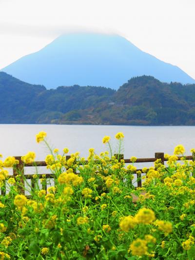 池田湖畔 2 開聞岳 菜の花畑の情景 雪害も乗り越えて咲く 指宿 鹿児島県 の旅行記 ブログ By マキタン２さん フォートラベル