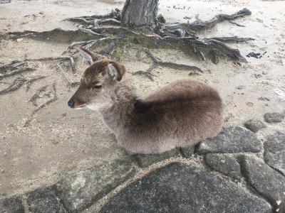 宮島 広島 女ひとり旅 1日目 広島県の旅行記 ブログ By ちゃいさん フォートラベル