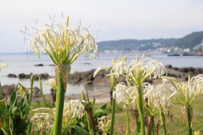 天神島でハマユウと浜辺の植物を見る。 (横須賀) - 旅行のクチコミサイト フォートラベル