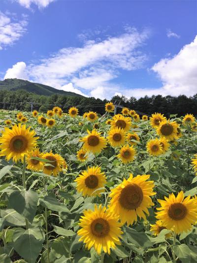 アルコピアひまわり園に行ってきました 飛騨高山 古川 岐阜県 の旅行記 ブログ By Mioさん フォートラベル