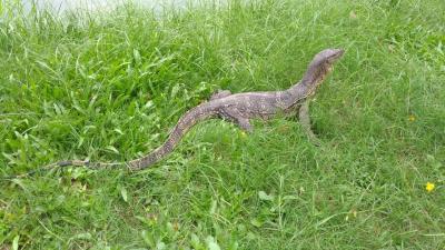 バンコクのオオトカゲに会いにゆこう タイ王国 ルンピニ公園 バンコク タイ の旅行記 ブログ By シノさん フォートラベル バンコクのオオトカゲに会いにゆこう タイ王国 ルンピニ公園 バンコク タイ の旅行記 ブログ By シノさん フォートラベル