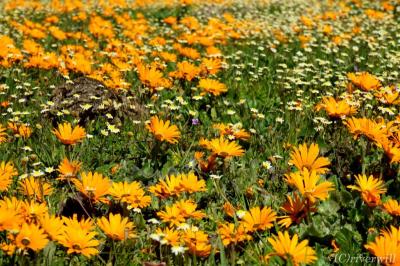 年に一度 砂漠に現れる奇跡の花園 ナマクワランド 前編 第1日 2日目編 ナマクアランド 南アフリカ共和国 の旅行記 ブログ By Riverwillさん フォートラベル