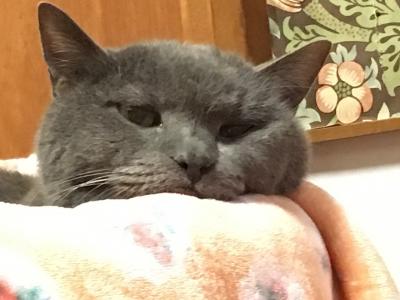 自走型保護猫カフェ ネコリパブリックお茶の水店 御茶ノ水 本郷 東京 の旅行記 ブログ By たなまるさん フォートラベル 自走型保護猫カフェ ネコリパブリックお茶の水店 御茶ノ水 本郷 東京 の旅行記 ブログ By たなまるさん フォートラベル