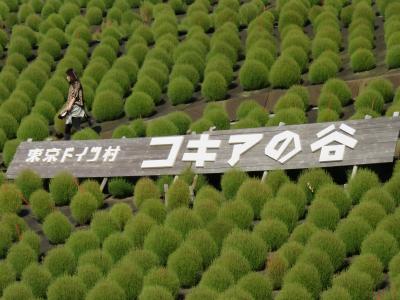 東京ドイツ村 緑のもこもこコキア 濃溝の滝 袖ヶ浦 千葉県 の旅行記 ブログ By ミンさん フォートラベル 東京ドイツ村 緑のもこもこコキア 濃溝の滝 袖ヶ浦 千葉県 の旅行記 ブログ By ミンさん フォートラベル