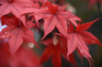 長野の紅葉 長野市 長野県 の旅行記 ブログ By Kimj0023さん フォートラベル 長野の紅葉 長野市 長野県 の旅行記 ブログ By Kimj0023さん フォートラベル