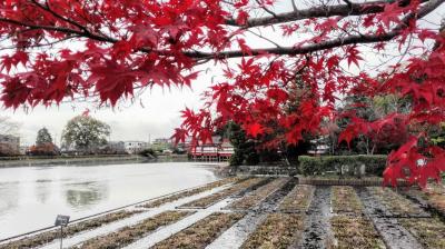 17 鮮やかに染まる秋の紅葉 京都 長岡天満宮編