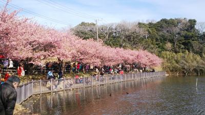 三浦海岸へ河津桜のお花見 三浦海岸 三崎 神奈川県 の旅行記 ブログ By Ruruさん フォートラベル