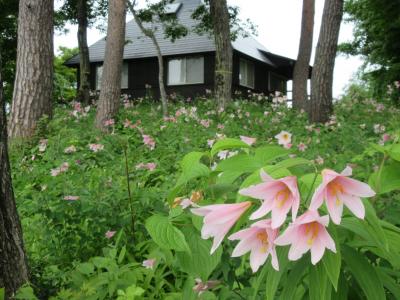 晴れおじさん 北限のヒメサユリ群生地 を撮る 月山 朝日岳 山形県 の旅行記 ブログ By アジア好きの晴れおじさんさん フォートラベル