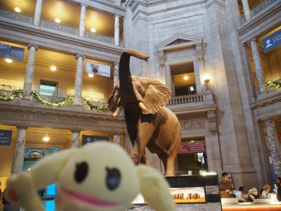 エノラゲイ見てスミソニアン巡って序にnew York 8 国立自然史博物館 ワシントンｄ ｃ アメリカ の旅行記 ブログ By ゆーあびるさん フォートラベル