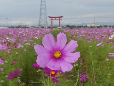 小泉町のコスモス 18 3 東側に新たなコスモス畑 高い密生度が見事 群馬県 伊勢崎市 伊勢崎 群馬県 の旅行記 ブログ By Minamicazeさん フォートラベル