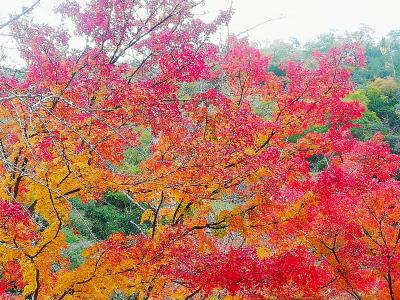 豪渓と井山宝福寺の紅葉を見に 総社 吉備路 岡山県 の旅行記 ブログ By Shu6555さん フォートラベル 豪渓と井山宝福寺の紅葉を見に 総社 吉備路 岡山県 の旅行記 ブログ By Shu6555さん フォートラベル