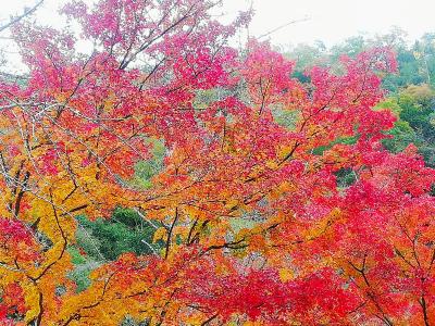 豪渓と井山宝福寺の紅葉を見に 総社 吉備路 岡山県 の旅行記 ブログ By Shu6555さん フォートラベル