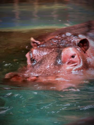 旭川 4 旭山動物園 カバ 雌雄 鈍重 身軽な水中走行みせ かば館 深さ３ｍのプールで 旭川 北海道 の旅行記 ブログ By マキタン２さん フォートラベル