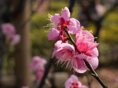 東京梅ヶ丘 羽根木公園 せたかや梅まつり19 を訪れて 下北沢 明大前 東京 の旅行記 ブログ By Sakatomoさん フォートラベル