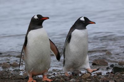 おばさん ひとり旅で南極へ 南極編 やっぱりペンギンペンギンペンギンの話 南極 南極大陸 の旅行記 ブログ By 猫大好きさん フォートラベル