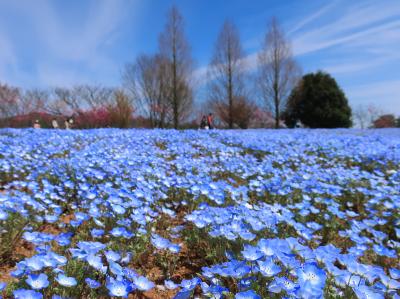 春の世羅高原で満開のネモフィラとしだれ桜に出会う旅 世羅 広島県 の旅行記 ブログ By はちゅさん フォートラベル