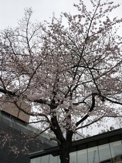 花曇りの神田明神 御茶ノ水 本郷 東京 の旅行記 ブログ By Earl Greyさん フォートラベル