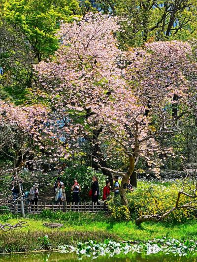 皇居東御苑 3 二の丸庭園 周遊 フゲンゾウ 桜咲く 和風の粋 外人客も多く評判に 丸の内 大手町 八重洲 東京 の旅行記 ブログ By マキタン２さん フォートラベル