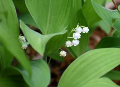 茨城にもあったよ 自生ニホンスズランちょっぴり群生地 笠間 茨城県 の旅行記 ブログ By まりも母さん フォートラベル