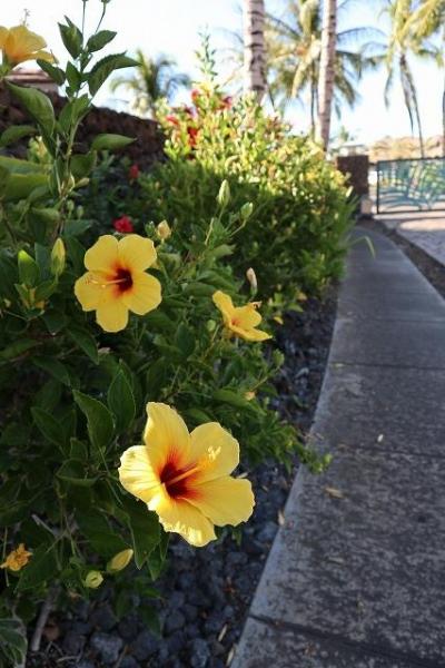 19 10月 ハワイ島 ハワイ島の花達 ハワイ島 ハワイ の旅行記 ブログ By Nom親爺さん フォートラベル