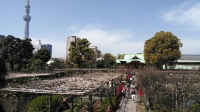 都バスで亀戸天神からスカイツリー迄歩いて グルメしてきました 亀戸 東京 の旅行記 ブログ By Indijyonkoさん フォートラベル