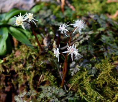 春の山野草探しに星野町へ 極小の花 セツブンソウ おまけの星野遺跡 栃木 壬生 都賀 栃木県 の旅行記 ブログ By まりも母さん フォートラベル 春の山野草探しに星野町へ 極小の花 セツブンソウ おまけの星野遺跡 栃木 壬生 都賀 栃木県 の旅行記 ブログ By まりも母さん フォートラベル